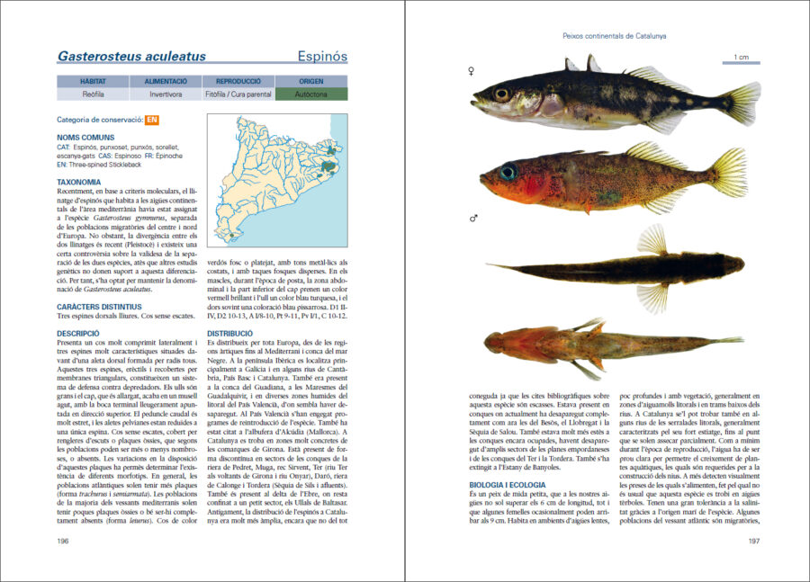 Peixos continentals de Catalunya pàgina de mostra